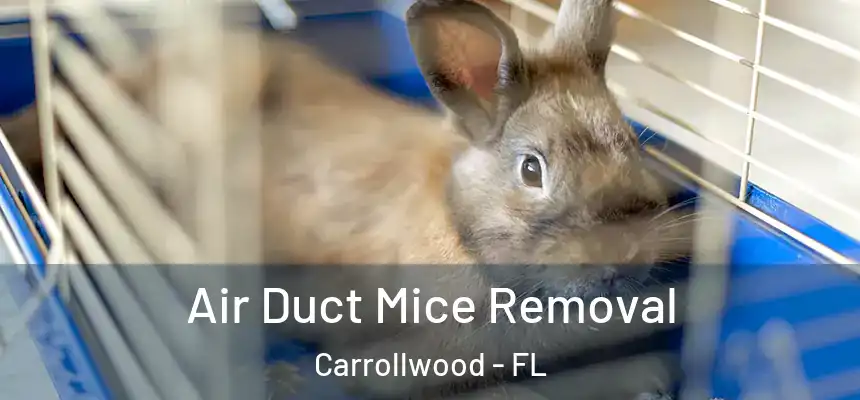  Air Duct Mice Removal Carrollwood - FL