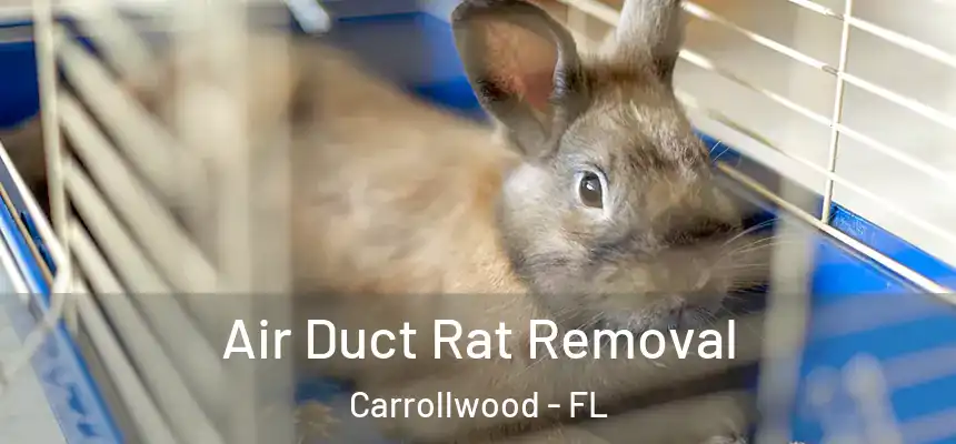  Air Duct Rat Removal Carrollwood - FL